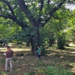 I Dottori Forestali Francesco Giubbilei e Francesco Perugini durante un rilievo in bosco.